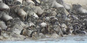 Safari holidays in Kenya