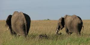 Safari holiday in Kenya - 3 night Baby Cheetah safari