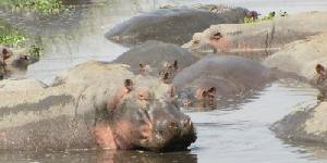 Safari holiday in Tanzania - 6 night Southern Tanzania Explorer