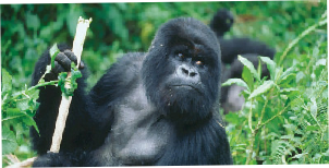 Rwanda gorillas plus Kenya Safari