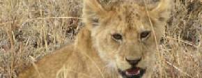 Holiday to Laikipia and Lewa Downs, Kenya
