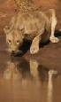 Safari holiday in Kenya - 2 night Tsavo Explorer safari excursion