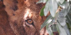 Safari holidays in Kenya