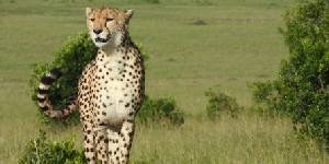Safari holidays in Kenya