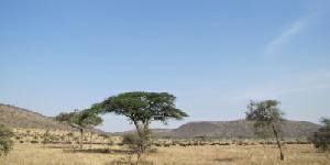 Safari holiday in Tanzania - 3 night Saadani Coastal safari