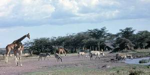 Holiday to the Sweetwater Tented Camp, Ol Pejeta Conservancy Kenya
