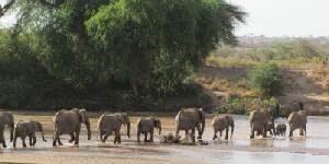 Safari holidays to Kenya - 3 night Samburu Flying safari