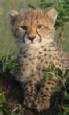 Safari holiday in Kenya - 3 night Baby Cheetah safari