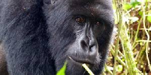 Holidays to Rwanda
