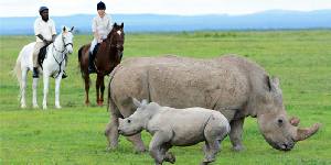 Holiday to the Kicheche Laikipia Camp, Laikipia & Lewa National Park Kenya