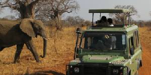 Safari holidays in East Africa - 9 night Kenya & Tanzania safari