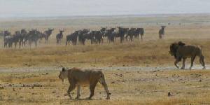 Safari holidays in Kenya - 6 night Serena Explorer safari