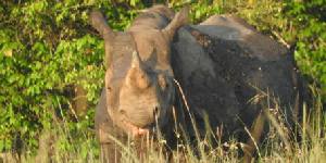 Safari holidays in Kenya