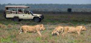 Holiday to the Serengeti, Tanzania