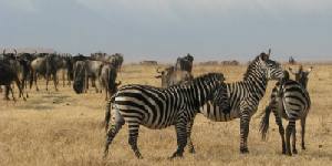 Safari holiday in Tanzania - 3 night Saadani Coastal safari