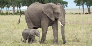 Safari holidays in Kenya