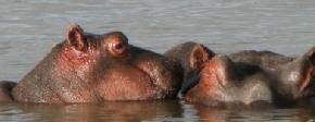 Holiday to Selous, Ruaha and Saadani, Tanzania