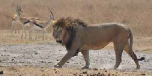 Safari holidays in Kenya - 3 night Parks & Peaks safari excursion