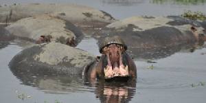 Safari holiday in Tanzania
