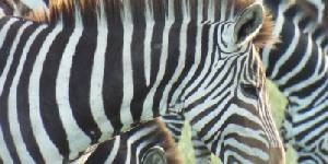 Safari holidays to Kenya - 7 night Porini Wilderness safari