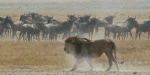 Safari holiday in Tanzania