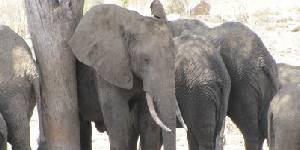 Safari holiday in Tanzania - 4 night Tanzania Discovery Safari