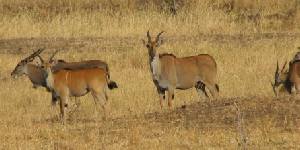 Safari holiday in Tanzania