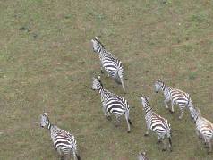 Hot air balloon in Tanzania