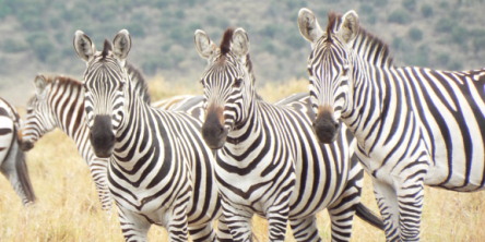 Safari holidays in Kenya