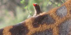 Safari holiday in Tanzania - 4 night Tanzania Discovery Safari