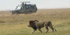 Safari holiday in Tanzania