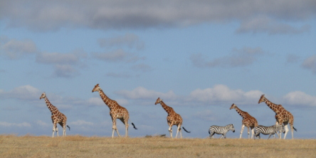 Safari holidays in Kenya