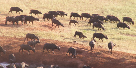 Safari holidays in Kenya - 2 night Tsavo Explorer safari excursion