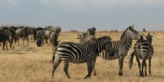 Safari holiday in Tanzania - 3 night Saadani Coastal safari
