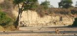 Holidays to Tarangire National Park, Tanzania