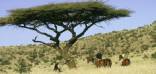 Holidays to Laikipia and Lewa, Kenya