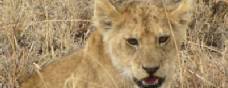 Holiday to Laikipia and Lewa Downs, Kenya