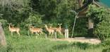 Holidays to Ruaha National Park, Tanzania