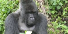 Rwanda gorillas plus Kenya Safari