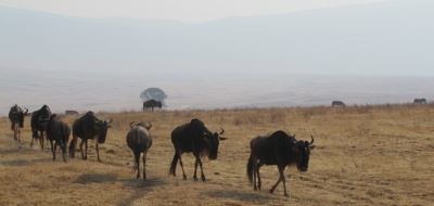 Safari holiday in Kenya and Tanzania - 13 night Great Migration safari