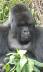 Rwanda gorillas plus Kenya safari holiday