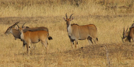 Safari holiday in Tanzania