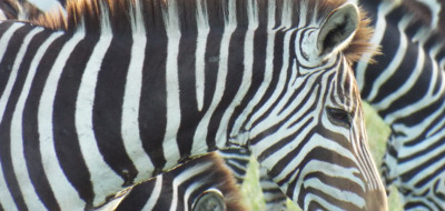 Safari holidays to Kenya - 7 night Porini Wilderness safari