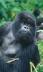 Rwanda gorillas plus Kenya safari holiday