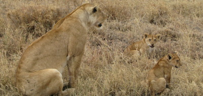 Safari holidays in East Africa - 9 night Kenya & Tanzania safari