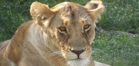 Holiday to the Masai Mara, Kenya