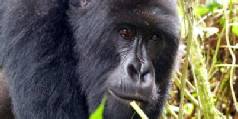 Holidays to Rwanda