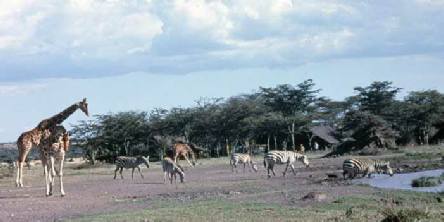 Holiday to the Sweetwater Tented Camp, Ol Pejeta Conservancy Kenya