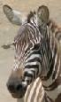 Safari holiday in Tanzania - 8 night Elewana Air Safari