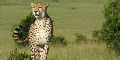 Safari holidays in Kenya
